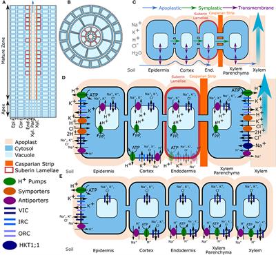 Frontiers | A Comprehensive Biophysical Model of Ion and Water